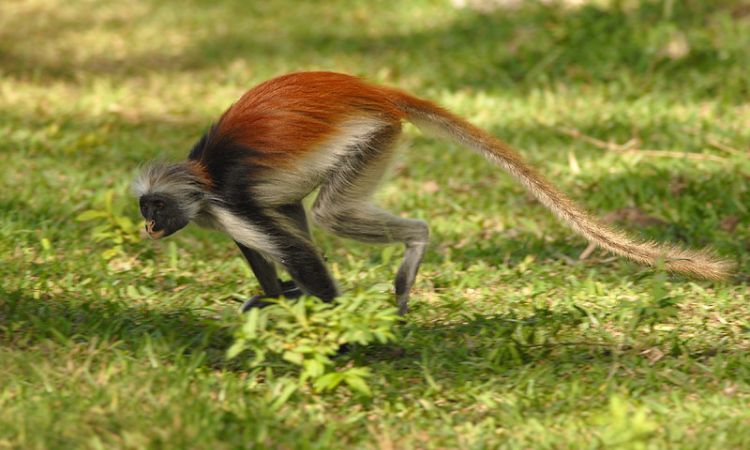colobus monkey species