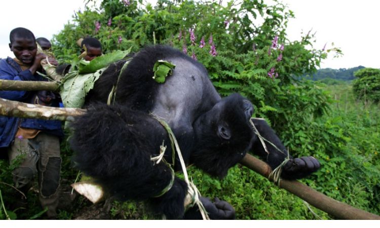 mountain gorilla predators and prey