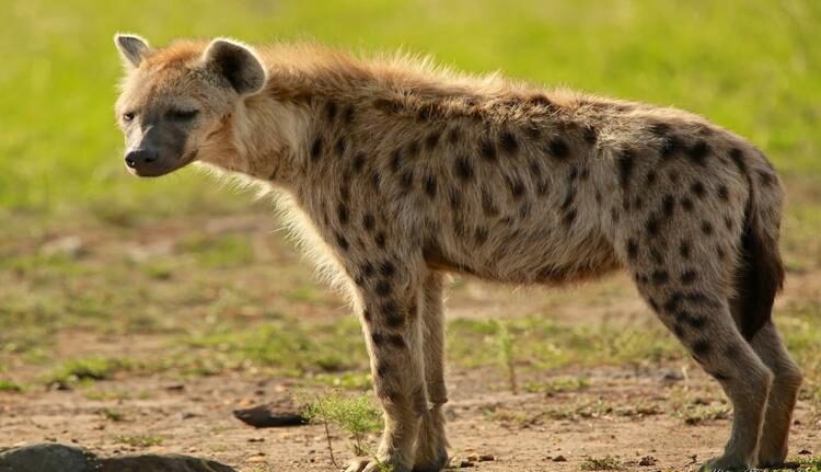 Hyena