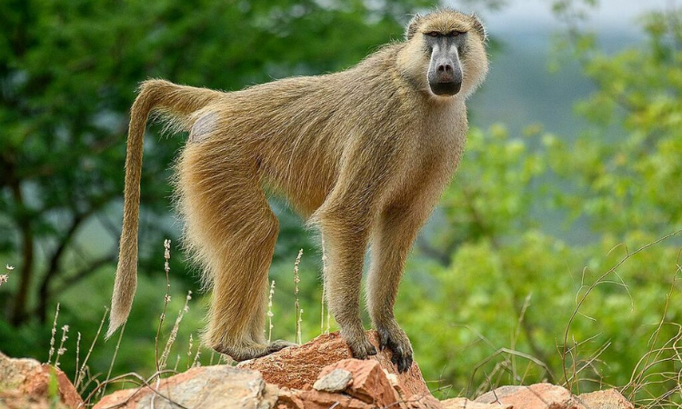 Yellow Baboon