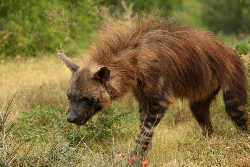 Hyena Sound