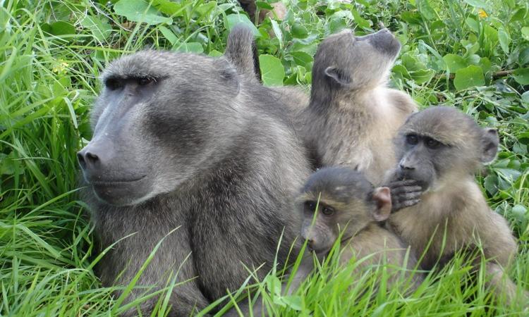 Chacma Baboon
