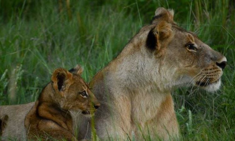 How Much Does an African Safari Cost