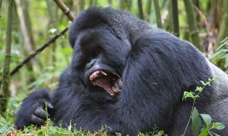 How do silverback gorillas fight