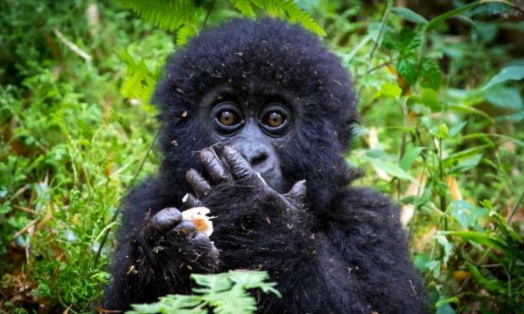What Do Gorillas Eat for Protein