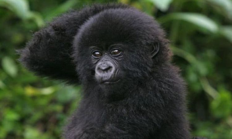 Baby gorilla clinging to mother in the wild