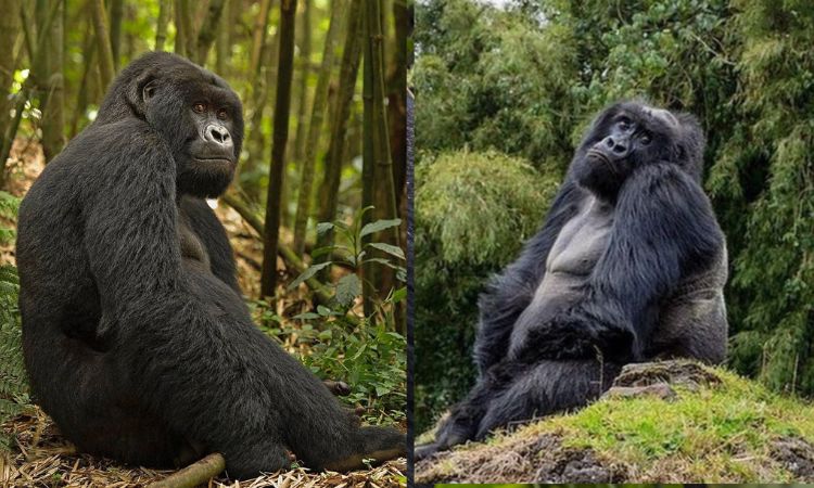 Blackback Gorilla vs Silverback