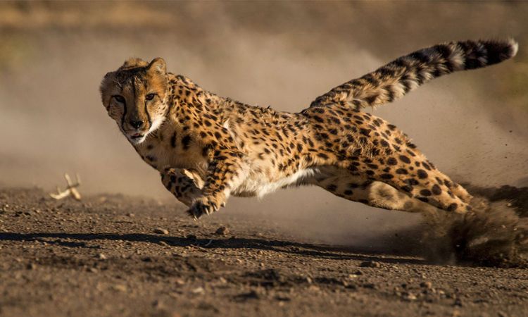 cheetah vs leopard speed