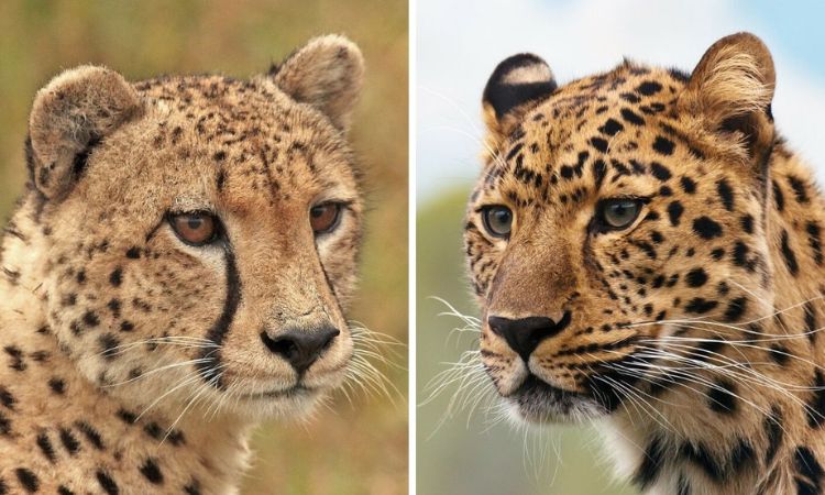 Cheetah vs Leopard