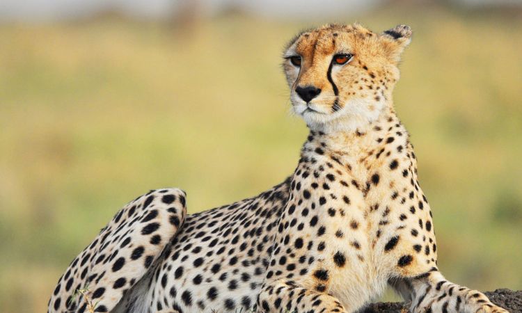 Cheetah vs Leopard