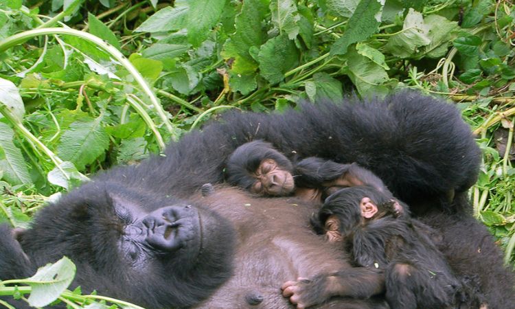 Do gorillas give birth like humans