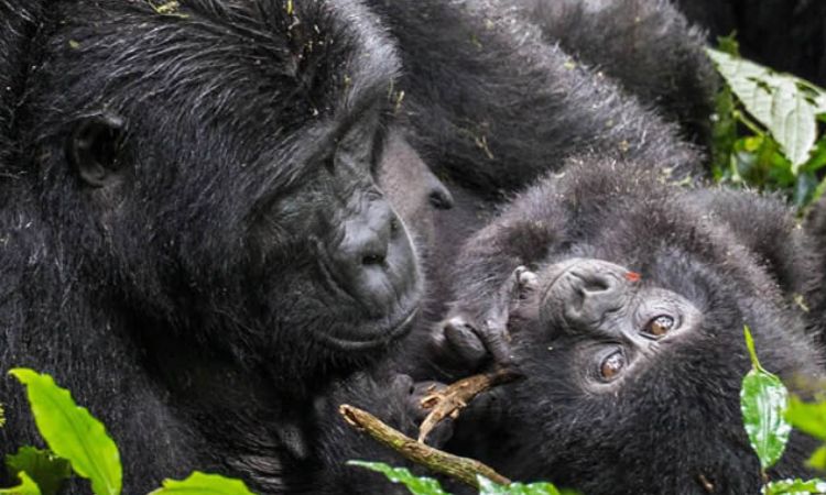 Do gorillas give birth like humans