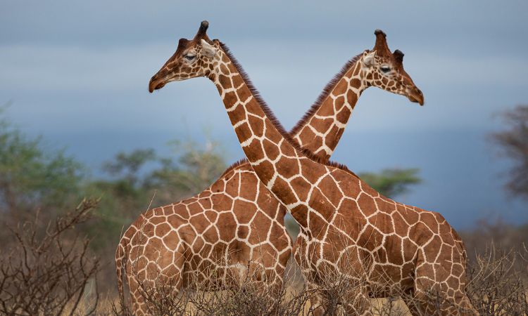 Giraffe