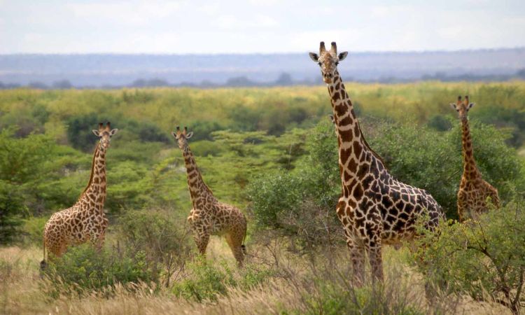 Giraffe Facts