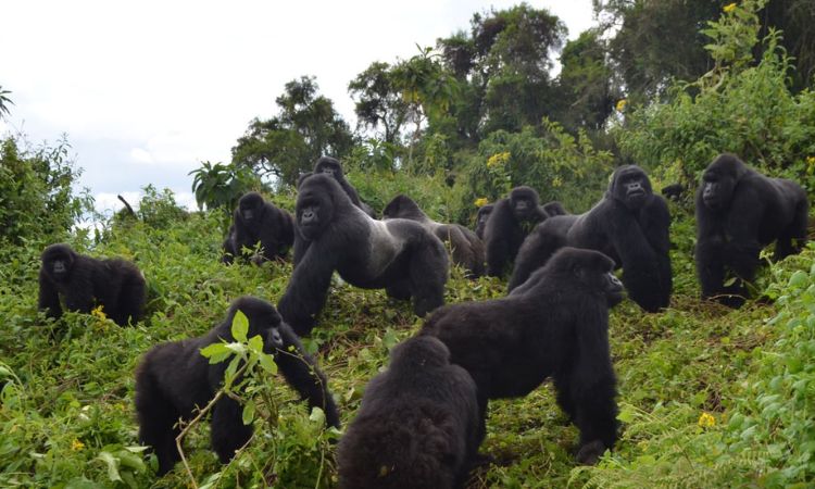 Blackback Gorilla vs Silverback