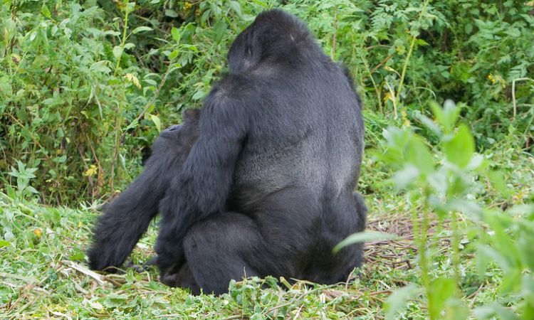 Gorilla Mating