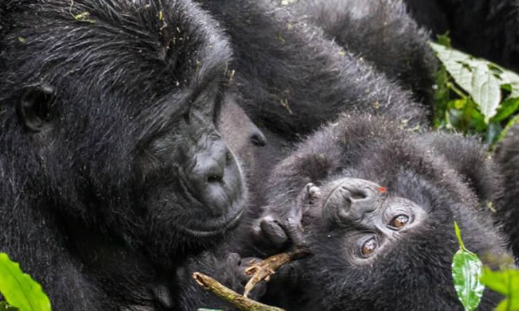 Gorilla Mating 