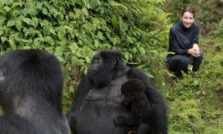 Why Do Gorillas Turn Their Backs to Humans