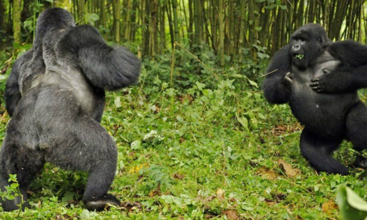 How Strong Is a Gorilla