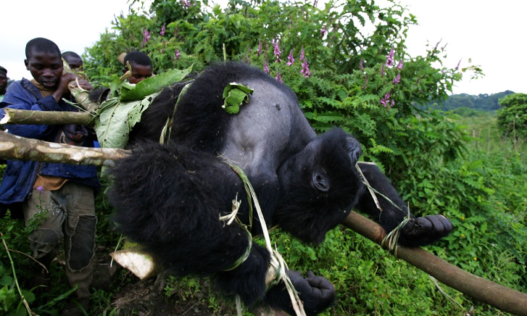 How can we save Mountain Gorillas from Extinction