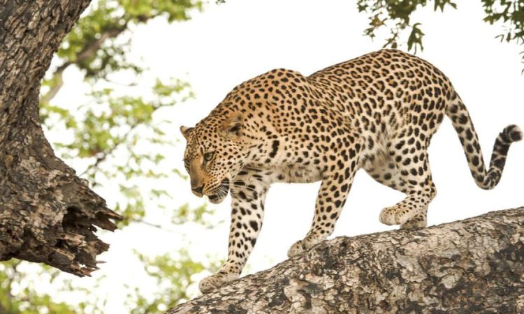 cheetah vs leopard Print