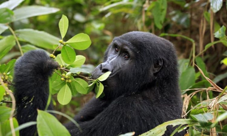 Mountain Gorilla Diet