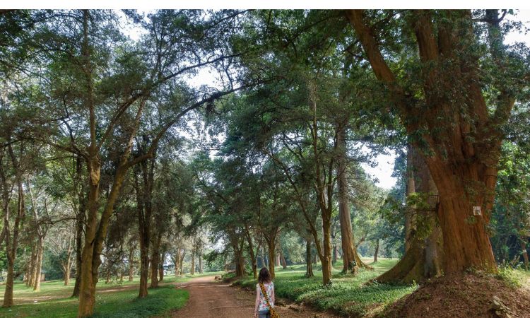 Things to Do in Entebbe