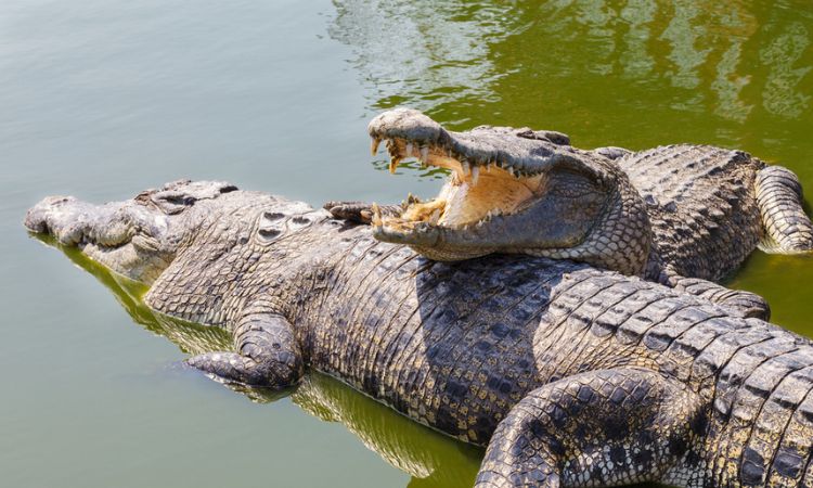 Nile crocodile