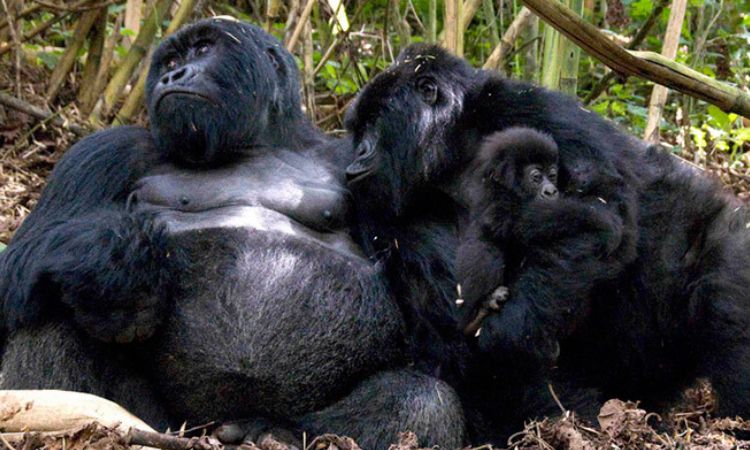 Gorilla mother with twin babies