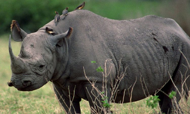 Ziwa Rhino Sanctuary