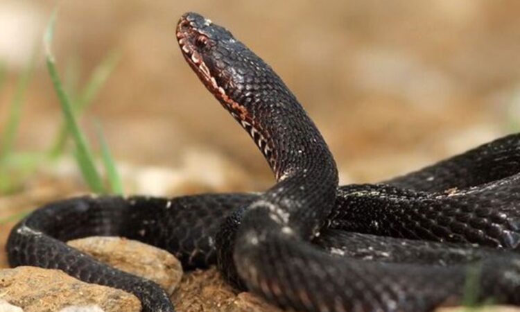 Uganda Reptile Village