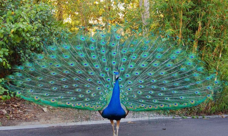 Entebbe Zoo