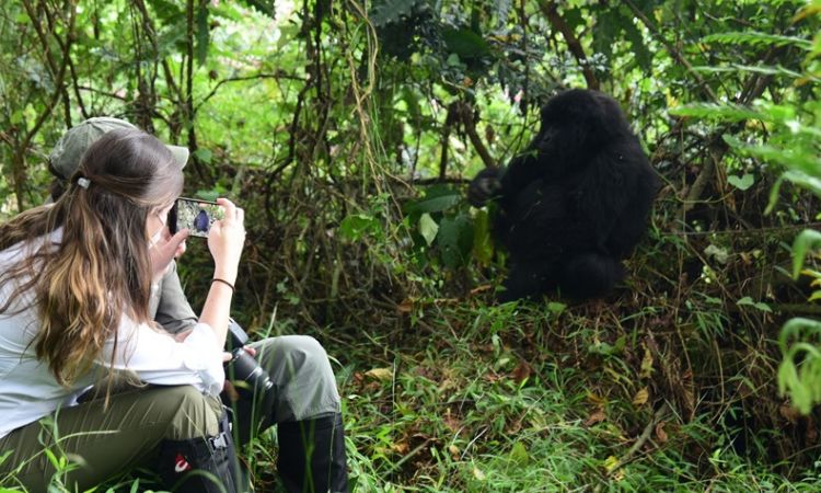 Why Do Gorillas Turn Their Backs to Humans