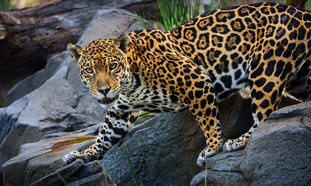 cheetah vs leopard vs Jaguar