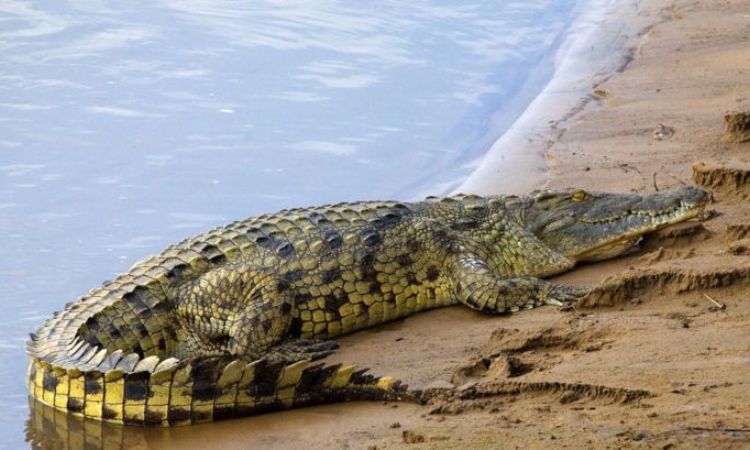 nile crocodile AGE