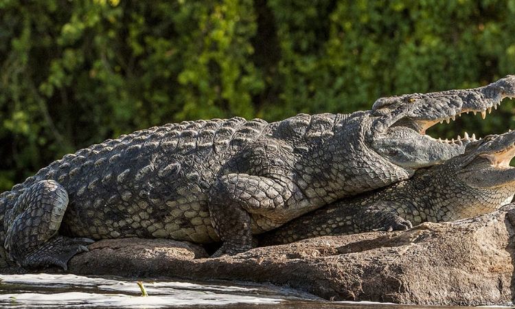 Nile crocodile