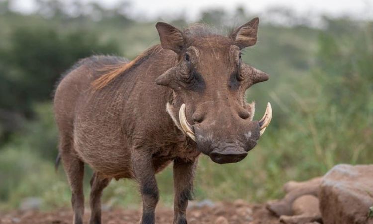 Warthog