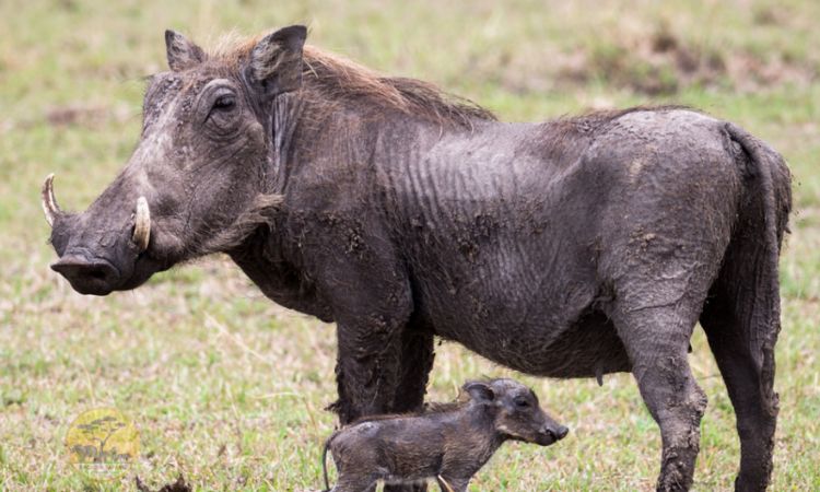 Warthog