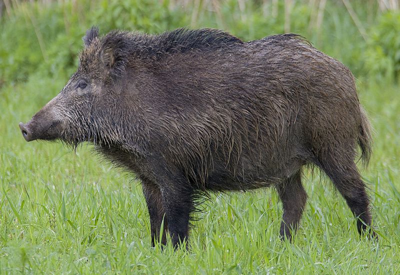 warthog vs boar