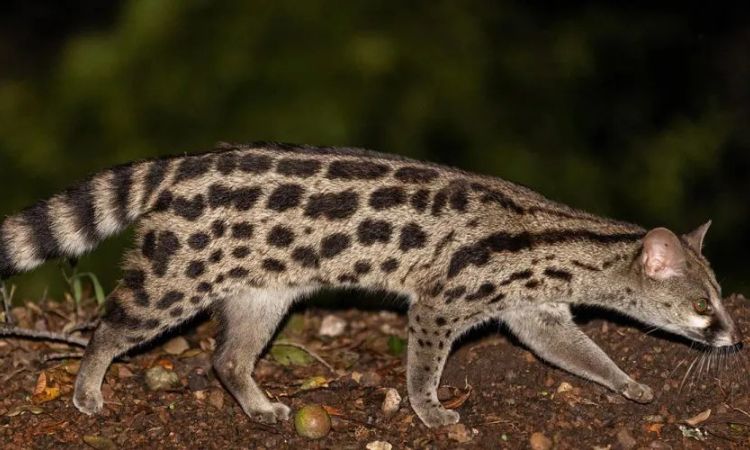 African Civet Musk