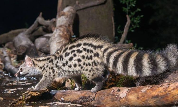 African Civet Size