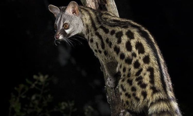 African Civet