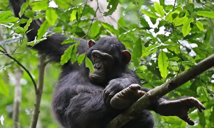 Chimp trekking permits Uganda