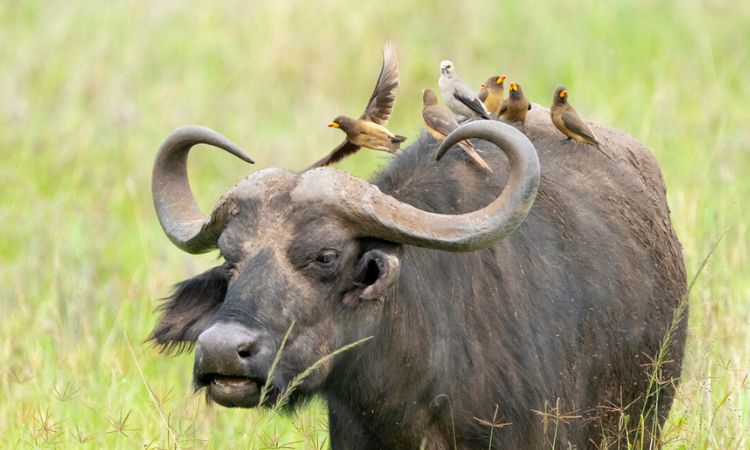 Wildlife in Uganda