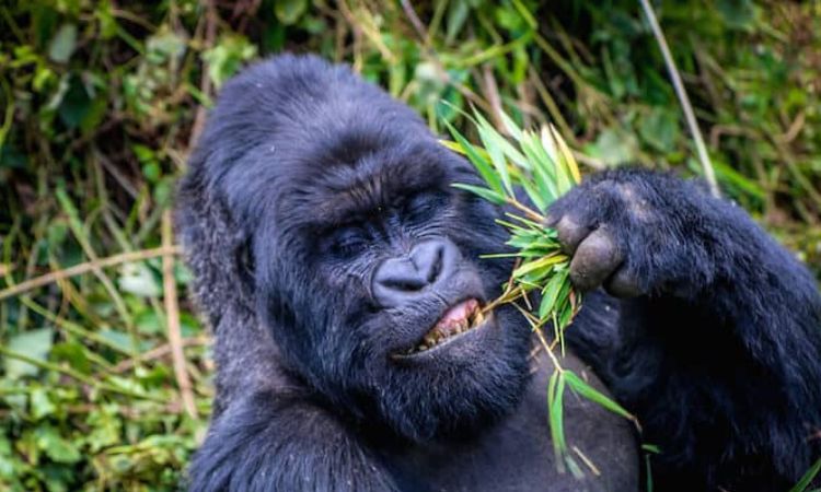 What is a mountain gorilla's favorite food