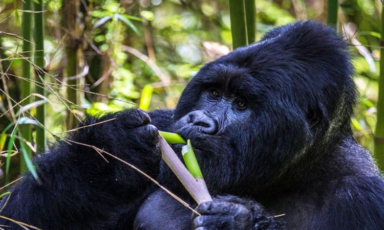Mountain Gorilla Diet
