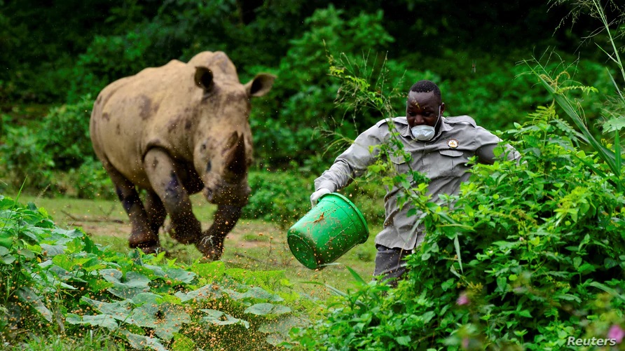 Wildlife Conservation in Uganda