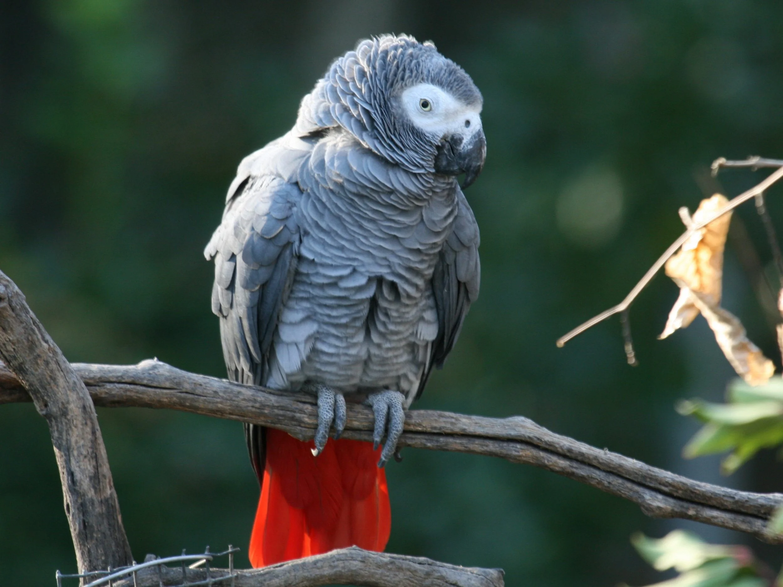 African Grey Parrot Lifespan