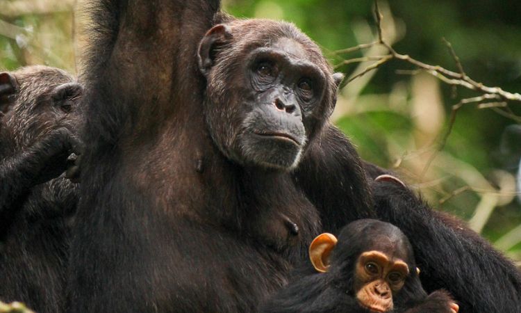 Chimp trekking permits Uganda