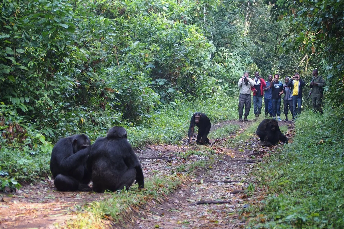 kyambura gorge chimp trekking